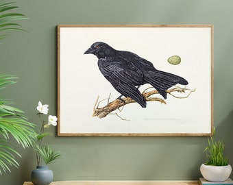 Carrion Crow original print from 1952 vintage poster crow old illustration