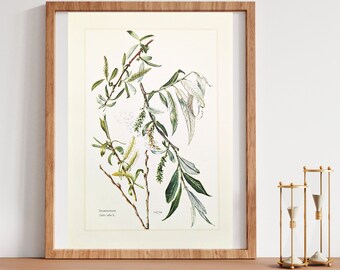 Stampa originale di salice bianco dal poster vintage del 1959, illustrazione botanica di salice