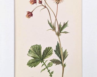 May include: Botanical illustration of a plant with green leaves, a slender stem, and delicate flowers in shades of red and tan. The artwork includes the text "Bach Nelkenwurz" and "Geum rivale" in cursive script, set against a cream-colored background.