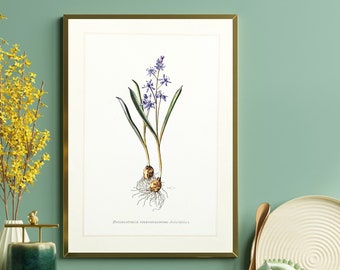 Star hyacinth original print from 1959 vintage poster poisonous plant botanical illustration