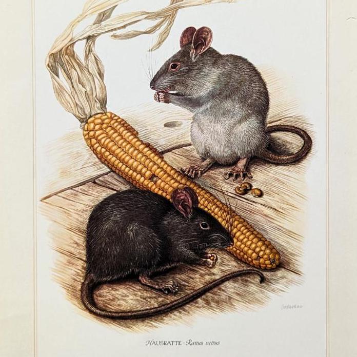 80s RAT BONE vintage SWING TOP パウエルペラルタ パウエル POWELL peralta 80s USA製 SPORTSMASTER Rat bones swing top