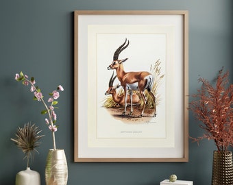 Gazelle original print from 1959 vintage poster wildlife old illustration