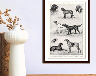 Dog breeds original print from 1927 vintage poster dogs pointer setter hunting dog