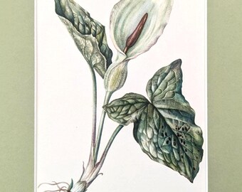 May include: Botanical illustration of an Arum maculatum plant, also known as Aronsstab. The artwork features a white flower with a brown spadix, surrounded by green leaves with dark spots. The plant's roots are visible at the base, with the name of the plant written in cursive.