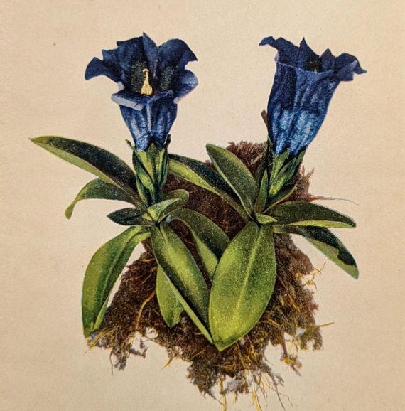 Enzian antiker Pflanzen Druck von 1897 Wildkruter botanische Lithographie  Heilpflanze Vintage Illustration - Etsy.de