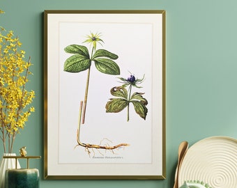 Singleberry original print from 1959 vintage poster wild plant botanical illustration