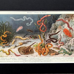 May include: A vintage print titled "Würmer I (Würmer des Meeres)" featuring various colorful marine worms and sea creatures. The illustration showcases a variety of shapes and sizes, with a detailed depiction of underwater life. The print has a classic, educational aesthetic.