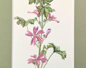 May include: A botanical illustration of a wild mallow plant, featuring pink flowers and green leaves. The artwork is on a white background, with the scientific name "Malva sylvestris" written in cursive at the bottom.