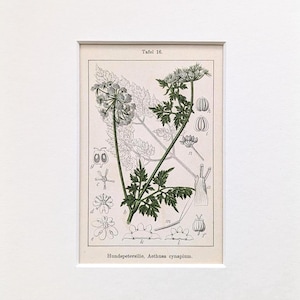 May include: A framed botanical print showing a detailed illustration of a plant with green leaves and white flowers. The print includes scientific annotations and the text "Tafel 16." and "Hundspetersilie, Aethusa cynapium."