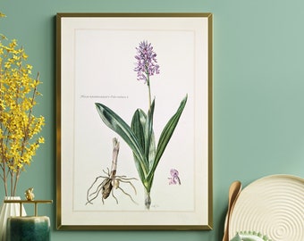 Orchid original print from 1959 vintage poster wildflowers botanical illustration orchid family