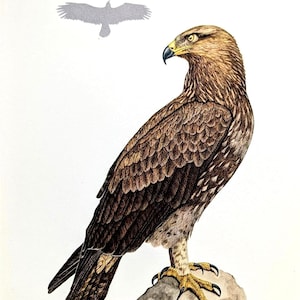 Può includere: Illustrazione dettagliata di un'aquila marrone appollaiata su una roccia, con una silhouette grigio chiaro di un'aquila in volo sopra. L'aquila ha un becco e artigli gialli, e le sue piume sono finemente dettagliate in tonalità marroni e beige. L'opera è su sfondo bianco.