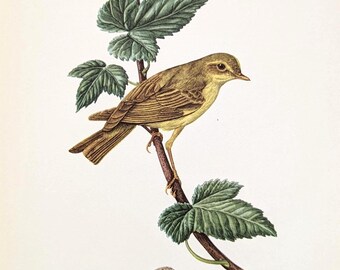 May include: A detailed botanical and ornithological illustration featuring a small brown bird with yellow underparts perched on a dark brown branch with green serrated leaves. Below the branch sits a single small, speckled, oval-shaped egg.