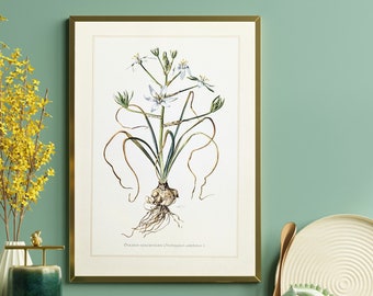 Star of Bethlehem original print from 1959 vintage poster poisonous plant botanical illustration