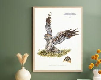 Meadow Harrier stampa originale dal 1952 poster vintage uccello rapace vecchia illustrazione