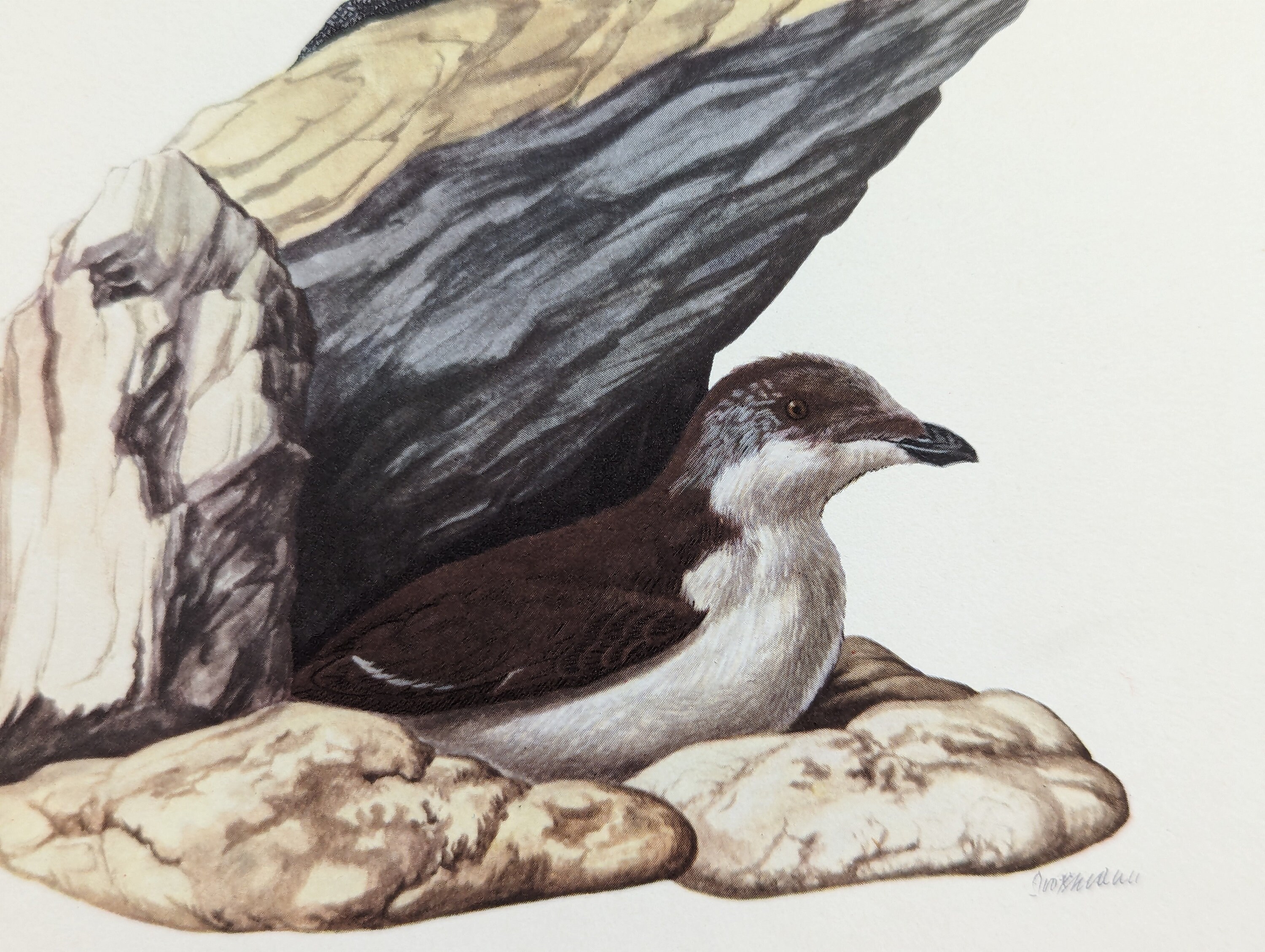 Extinct Razor Bill Razorbill Original Print From 1952 Vintage Poster Wild Bird Old ...