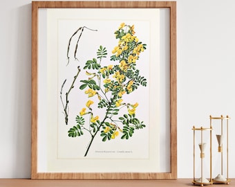 Shrub vetch original print from 1959 vintage poster medicinal plants botanical illustration