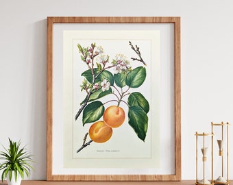 Impression originale d’abricot de 1959 illustration de fruit d’affiche vintage