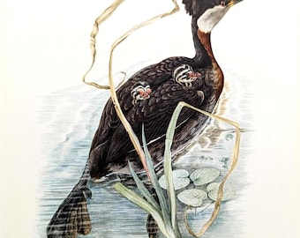 Red-necked Grebe Vintage Bird Print from 1952 Waterbird Original Lithograph Antique Illustration with Passepartout Wild Bird Wall Art