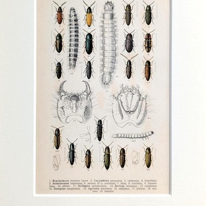 Schnellkäfer antiker Insekten Druck von 1908 originale Illustration Käfer Vintage Lithographie mit Passepartout Geschenk für Insektenfans