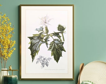 Thorn apple original print from 1959 vintage poster poisonous plant botanical illustration