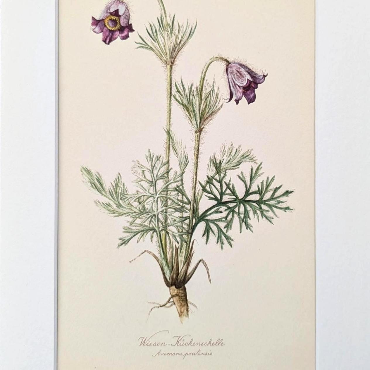 Pasqueflower Vintage Flower Print from 1954 Original Lithograph Wildflower Illustration with Mount Gift for Gardener Wild Plants