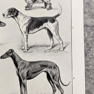 Dog breeds original print from 1927 vintage poster dogs lithograph greyhound image 3