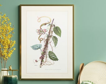 Impresión histórica de seda de ortiga de 1959 cartel vintage plantas medicinales originales ilustración botánica