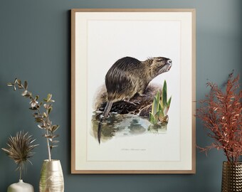 Nutria originaler Druck von 1959 vintage Poster Wildtiere alte Illustration