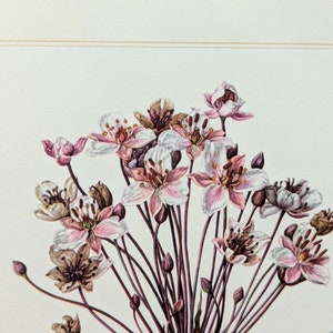 Swan flower original print from 1959 vintage poster medicinal plant botanical illustration image 4