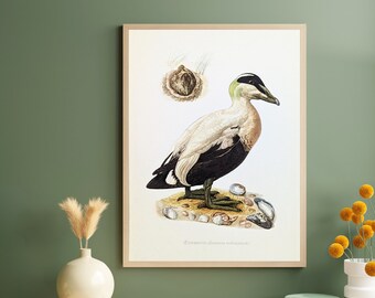 Eidereend originele print uit 1952 vintage poster wilde vogels oude illustratie