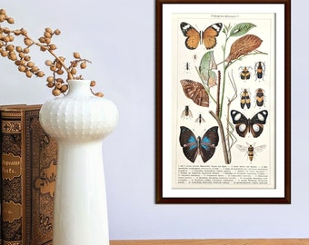 Insects historical lithograph from 1927 vintage poster original butterfly