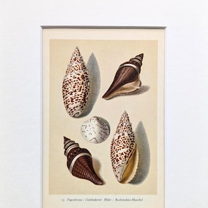 May include: An antique print featuring five seashells in various shapes and colors. The shells include a speckled white and brown cone, a dark brown spiral, and a white and gray round shell. The print is framed.