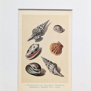 Könnte beinhalten: Ein gerahmter Druck mit detaillierten Illustrationen verschiedener Muscheln. Die Muscheln sind in Braun-, Weiß- und Beigetönen dargestellt, mit komplizierten Mustern und Texturen. Der Druck enthält Text am unteren Rand, wahrscheinlich zur Identifizierung der Muscheln.