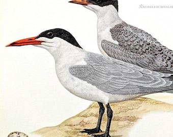 May include: Illustration of two birds with black caps, white bodies, and gray wings. The birds have long, red beaks and are standing on a sandy surface. A speckled egg is in the foreground. The artwork is detailed and realistic.