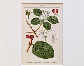 Flora Deutschlands
