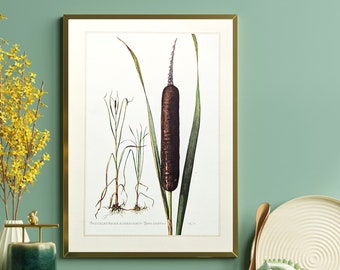 Cattail original print from 1959 vintage poster edible plants botanical illustration