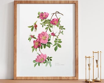 Zimt-Rose originaler Druck von 1960 vintage Poster Wildpflanzen botanische Illustration