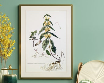 Golden nettle original print from 1959 vintage poster wild plant botanical illustration