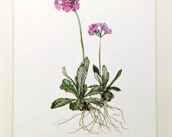Może przedstawiać: Ilustracja botaniczna Mehlprimel-Primula farinosa 1. Dzieło przedstawia dwie rośliny z żywymi różowymi kwiatostanami na smukłych łodygach. Rośliny mają zielone liście i widoczne systemy korzeniowe na białym tle.