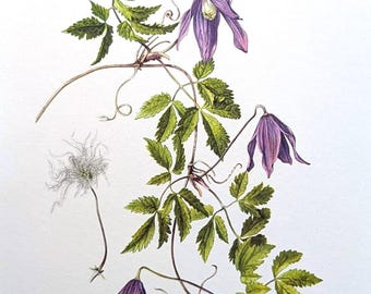 Alpen Waldrebe Vintage Pflanzen Druck von 1961 Wildpflanze antike Lithographie botanische Illustration mit Passepartout