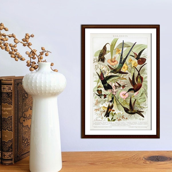 Kolibris antike Lithographie von 1893 vintage Poster original exotische Vögel Illustration