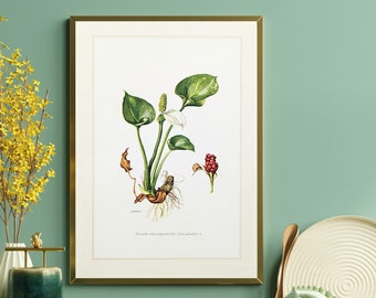 Dragonwort original print from 1959 vintage poster wild plant botanical illustration