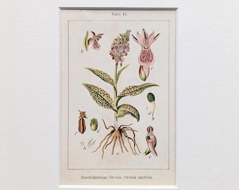 Orchidea, stampa botanica antica del 1905, fiore selvatico, litografia originale, illustrazione botanica con passe-partout, orchidea