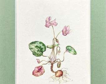 Cyclamen antique plant print 1954 botanical lithograph vintage wall art
