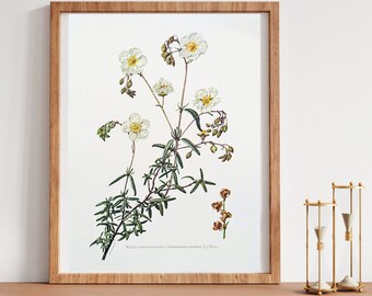 Rockrose original print from 1960 vintage poster wild plants old illustration