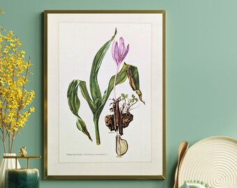 Autumn crocus original print from 1959 vintage poster poisonous plants botanical illustration