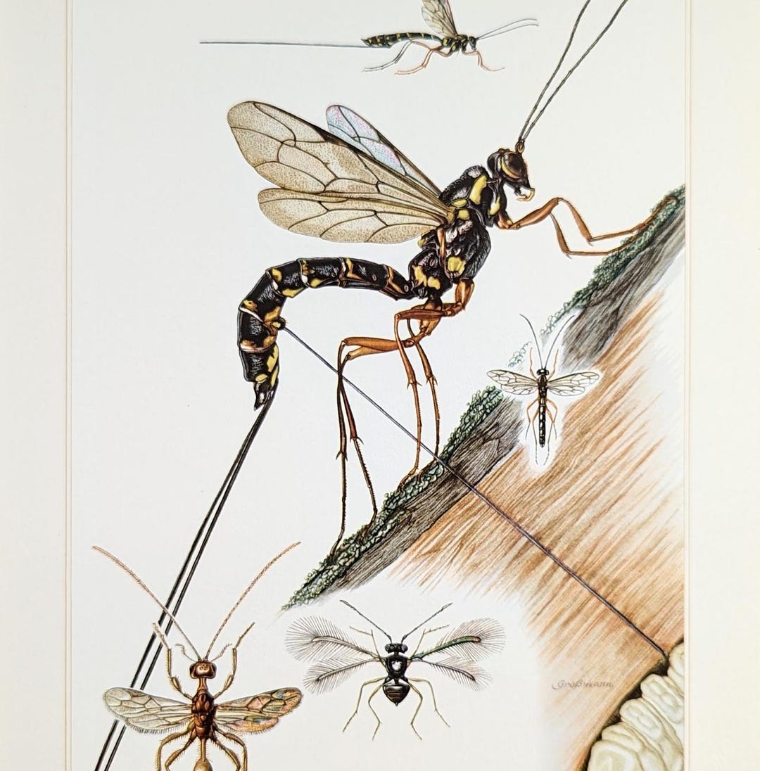 Ichneumon Wasp Vintage Insect Illustration From 1956 Wasp Old ...