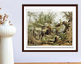 Ferns antique lithograph from 1897 vintage poster original botanical illustration