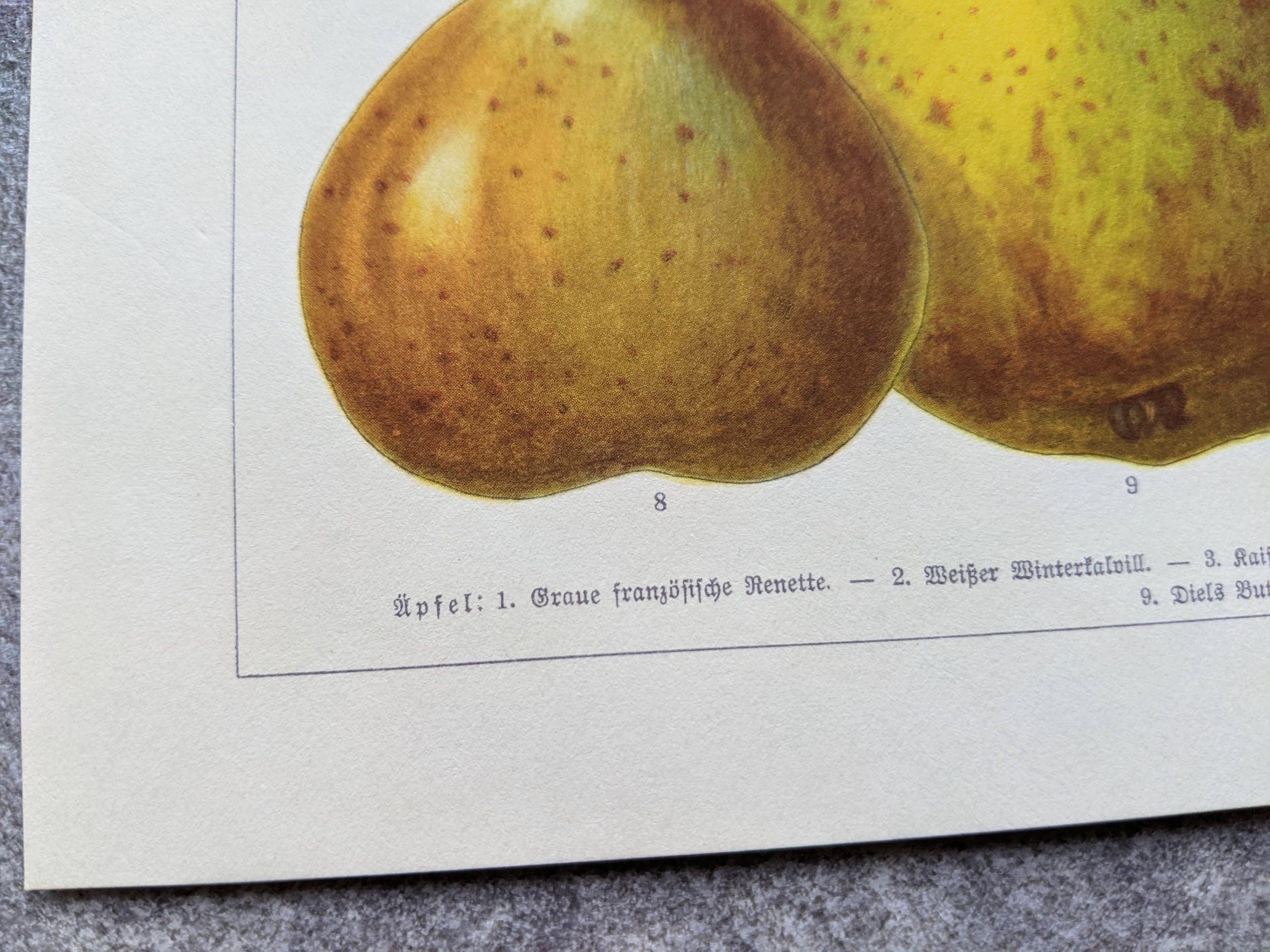 Apples and Pears Original Lithograph From 1927 Vintage Poster Pome ...