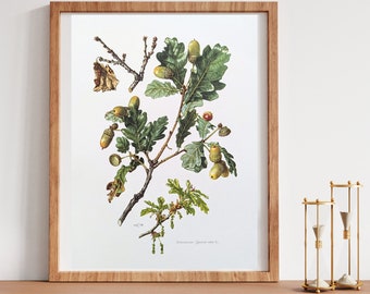 German Oak original print from 1960 vintage poster wild plants botanical illustration